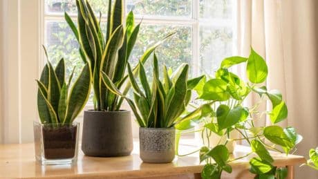 Álvaro Pedrera, experto en plantas: “Si sueles comprar el sustrato de tus plantas preparado, vigila que no lleve este ingrediente porque podrías estar cargándote el planeta”