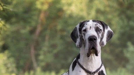 Bambino di sei anni azzannato da un alano a Cremona, il piccolo operato. «Reazione improvvisa del cane»