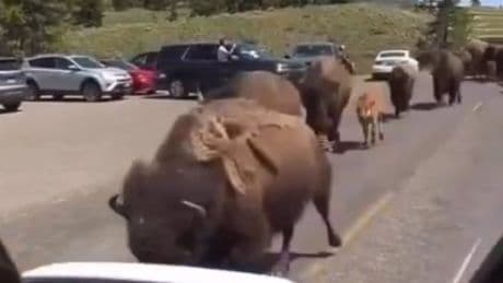 ¿Huyen de Yellowstone los animales? La explicación científica detrás de los vídeos virales de redes