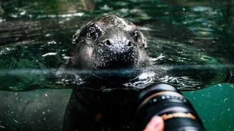 Hippo Toni verlässt Berlin – bis wann ein Besuch noch möglich ist