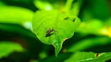 Chikungunya: 12 foyers de transmission identifiés en métropole, les autorités préviennent que "d'autres cas seront vraisemblablement identifiés"