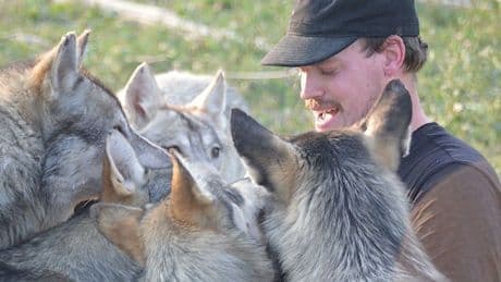 This Ontario man raised an illegal wolfpack as pets. Now, they could be put down