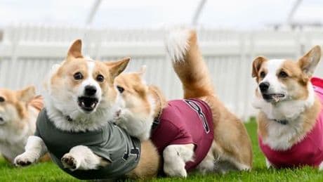 Queen Elizabeth II.: Corgi Derby in Schottland ehrt die Lieblingshunde der Königin