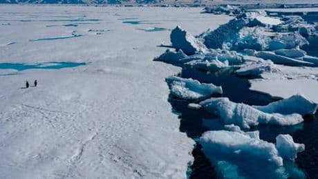 Antarktis: Forscher warnen vor drohendem Kipppunkt - Pinguine in Gefahr
