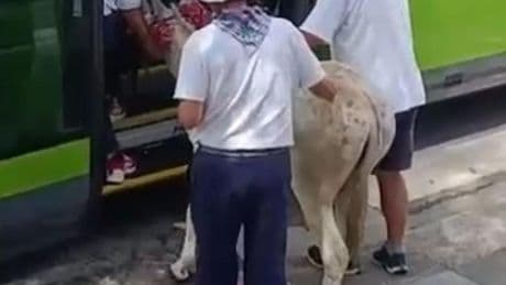 Denuncian el maltrato de un burro en Bakio al subirle a un 'bizkaibus' y pasearle de bar en bar