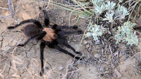 Swarms of randy TARANTULAS invading the US as annual mating season begins – where to find arachnids as hotspots mapped