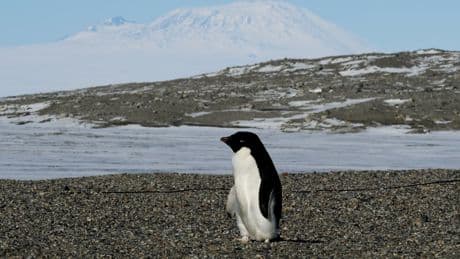 Penguin poop is creating more clouds. Here’s how