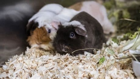 „Natürliche Nahrungskette“: Wieso ein dänischer Zoo um Haustierspenden bittet