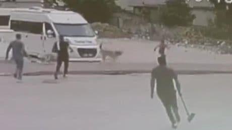 Çocuğa saldıran sokak köpeklerini tahta sopalarla uzaklaştırdılar
