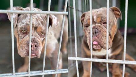 Große Sorge um Nele (2) und Hanna (1) - Diebe klauen kranke Hunde aus Tierheim