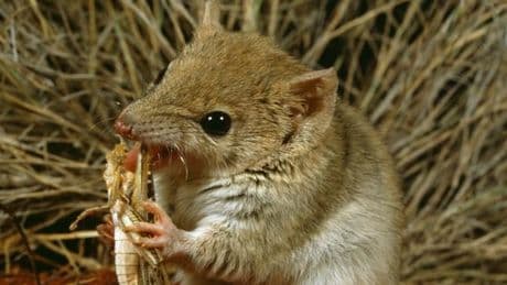 Ce marsupial sauvé par la disparition des lapins… et la sécheresse