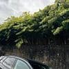 Man claims he has spent £1MILLION removing Japanese Knotweed jungles from his properties after invasive plant explodes through walls and engulfs land