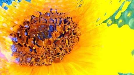 Más allá de los girasoles de Van Gogh, ¿qué es el impresionismo abierto?