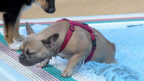 Hundebadetag in Nürnberg | Stadionbad: Termin, Preis, Öffnungszeiten