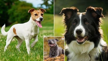The most popular dog names in Britain - so, is your pet's name on the list?