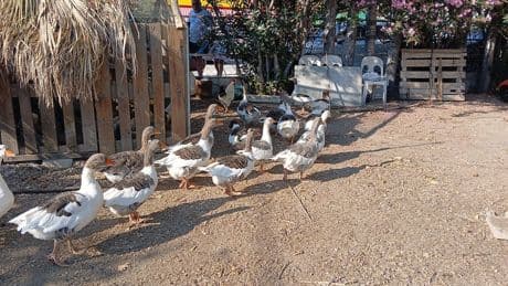 Kümese kapatılan kazlara tepkiler sonrası 'şartlı tahliye'