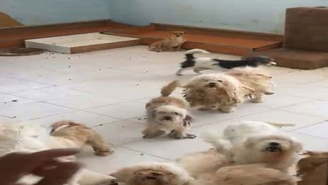 İzmir'de köpekleri kötü koşullarda tutan kişiye para cezası