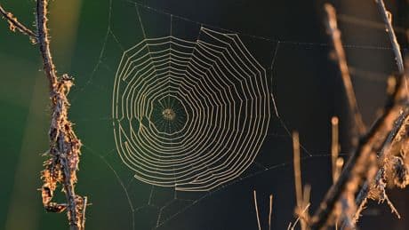 Des merveilles d'ingénierie naturelle: vous ne verrez plus jamais les toiles d'araignées de la même façon