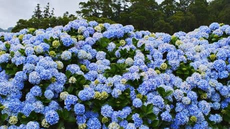Gardening expert's simple breakfast staple to ensure 'beautiful blue' hydrangeas
