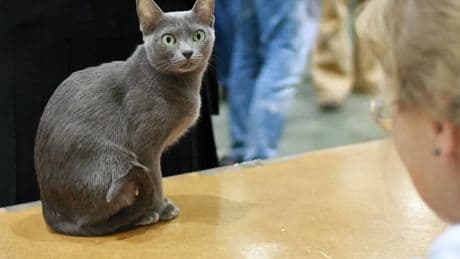 Los gatos de la raza korat ayudan a descifrar el enigma del colesterol humano