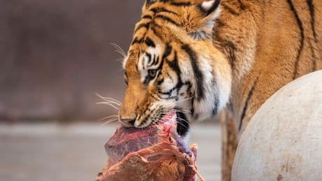 Pferde, Hühner, Meerschweinchen - Zoo verfüttert Haustiere an Löwen und Tiger