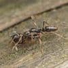 Warning as venomous insect imported from China invades 19 US states... is your hometown at risk?