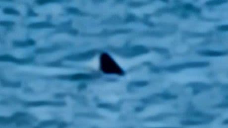 Massive shark spotted circling in shallow water just 30ft off Bournemouth beach