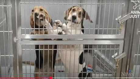 Au Canada, un hôpital épinglé pour son utilisation clandestine de chiens en laboratoire