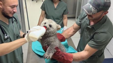 Tierheim peppelt kleine Bären auf - Das ist Bären-Liebe auf den ersten Blick