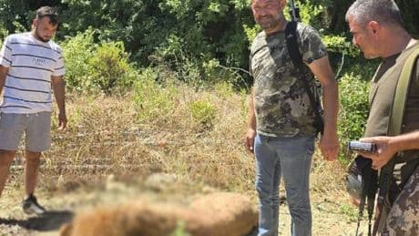 Antalya'da hayvanat bahçesinden kaçan aslan, bir kişiyi yaraladıktan sonra öldürüldü