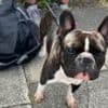 Van hit level crossing after owner says his dog chewed handbrake