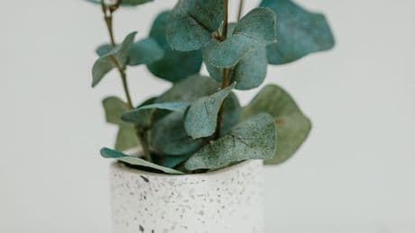 UK households urged to remove 5 plants from bedroom that can ruin a night's sleep