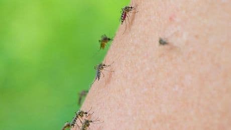 Insekten: Asiatische Tigermücke auf dem Vormarsch - was tun?