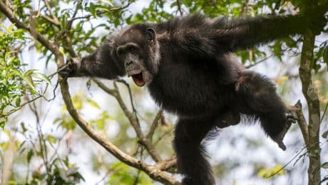 Chimpanzee study reveals musical secrets of humans’ ancient ancestor