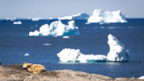Scientists discover oldest known domesticated dog breed
