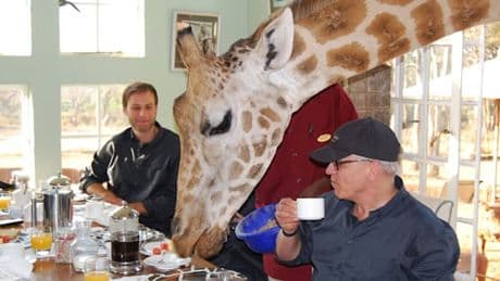 Frühstück bei Daisy – und anderen Giraffendamen