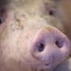 Übertragung auch per Wurstbroten: Erstmals Afrikanische Schweinepest in NRW nachgewiesen