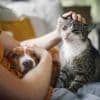 « Avant, on n’avait aucune relation avec eux » : comment les animaux sont-ils entrés dans nos vies ?