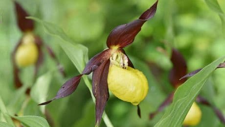 £13m scheme boosts rare wildlife but experts warn ‘time running out’ for nature