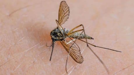 Insekten: Bislang wenig Mücken – aber keine Entwarnung für den Sommer