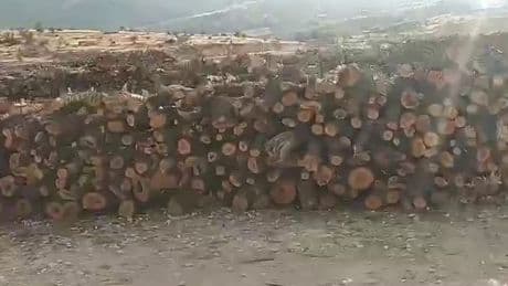 Şırnak’ta 5 yıldır süren ağaç kıyımı: Gabar Dağı çoraklaşıyor
