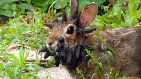 Ni tentáculos ni mutantes: qué hay detrás de los conejos con cuernos de Colorado