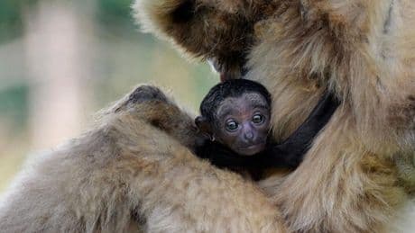 Histórico nacimiento de un gibón de manos blancas en el zoo de Spay (Francia)