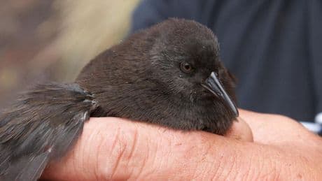 A Biologist Spotlights The Smallest Flightless Bird, Found On Earth’s Only ‘Inaccessible’ Island