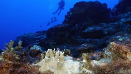 Unprecedented coral bleaching episode hits 84% of the world's reefs