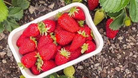 Real reason British strawberries will taste very different this summer