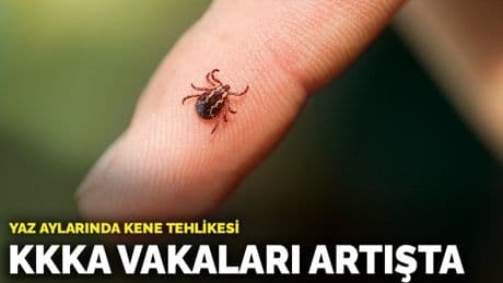 Yaz Aylarında kene tehlikesi: KKKA vakaları artışta