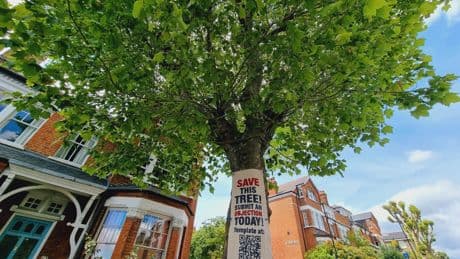 Campaigners fight to save 120-year-old tree from ‘irrational’ local council