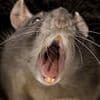 How a plague of 'mutating' super rats are taking over Sydney and becoming resistant to poison: 'Impossible to kill'