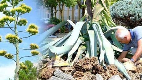 20 yıl beklediler! Sadece bir kez açan ‘sabır’ çiçeği’ ömrünü tamamladı